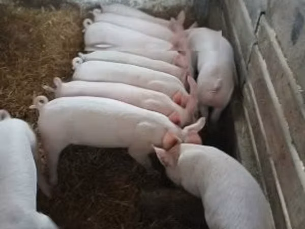 Schweine (Partie, Geschlecht nicht angegeben), 