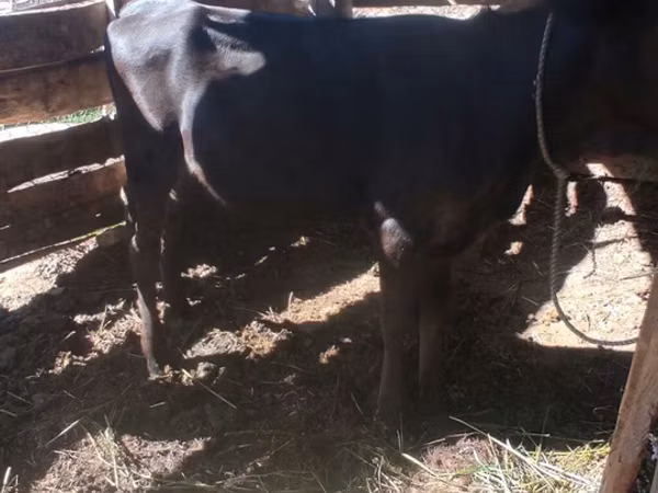 गाय, अलाताऊ नस्ल