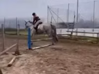 Hengst, Oldenburg horse — Foto 2