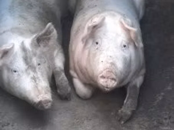 मादा सूअर, सूअर