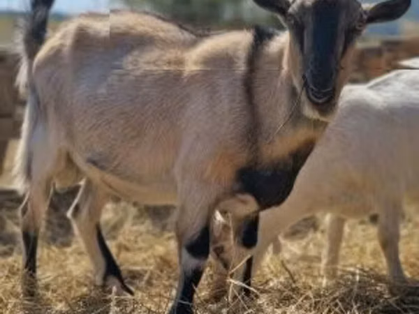 تيس, الماعز