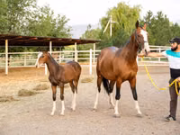 母马, Akhal-Teke — 照片 3