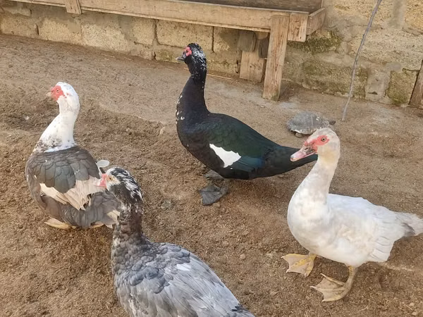 Ducks