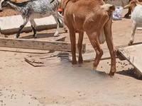 Goats (batch, sex not specified), Red Sokoto goat — photo 3