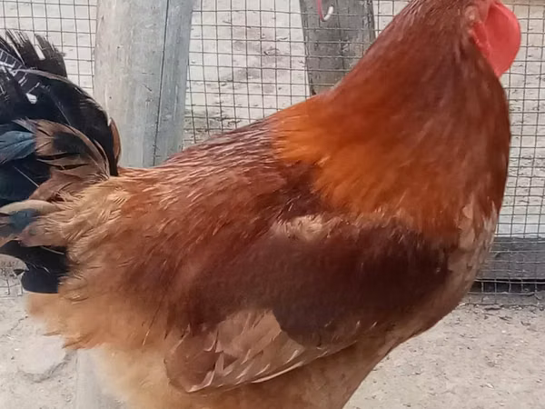 Chickens