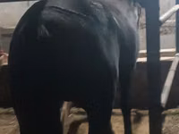 فرس, Budyonny horse — الصورة 3