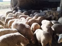 母羊, Ile-de-France sheep — 照片 3