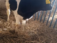 Bull, Russian Black pied cattle — photo 3