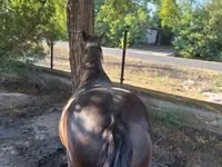 母马, Horses — 照片 4