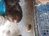 Chickens — Foto 7