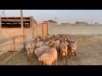 公羊, Karakul sheep — 照片 2
