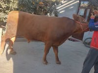 सांड, लिमोज़िन गाय — फ़ोटो 4