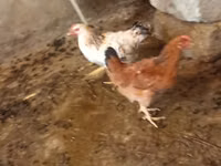 Chickens — الصورة 3