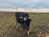 Cow, Russian Black pied cattle — photo 1