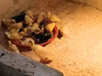German Pekin — photo 4