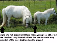 公马, Miniature horse — 照片 8