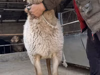 Schaf, Arashan sheep — Foto 6