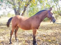 Caballo, Nonius horse — foto 2