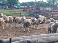 Schafe (Partie, Geschlecht nicht angegeben), Merino sheep — Foto 2
