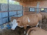 بقرة, French Simmental cattle — الصورة 3