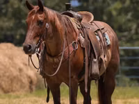 Horse (M), Quarter Horse — photo 1