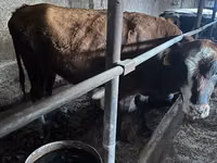 गाय, मवेशी — फ़ोटो 1