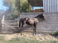 घोड़ा, Friesian sport horse — फ़ोटो 5