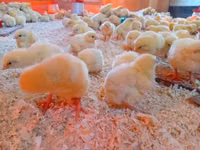 Chickens — Foto 5