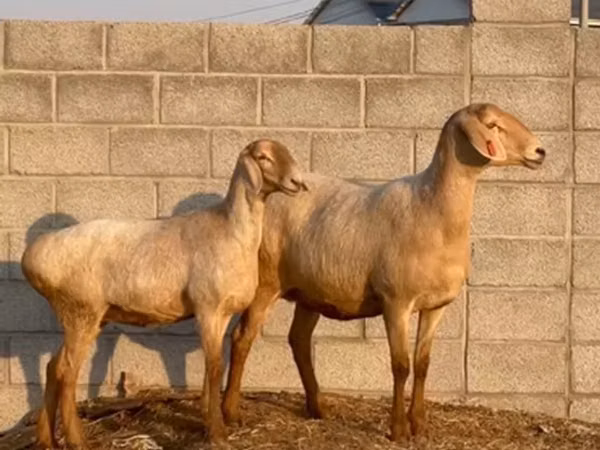 母羊, Edilbay sheep