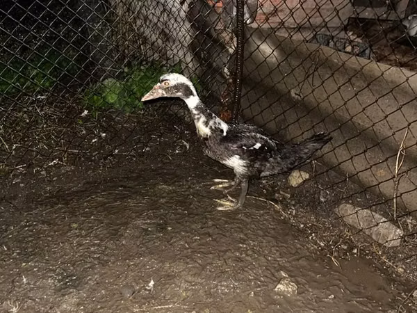 Ducks