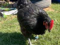 Australorp — photo 2