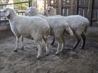 Schaf, Merino sheep — Foto 6