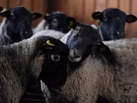公羊, Romanov sheep — 照片 3