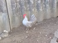 Chickens — फ़ोटो 1