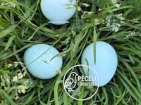 Quails — 照片 2