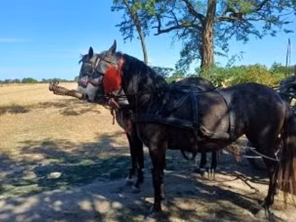 母马, Horses
