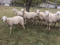 Ram, Assaf sheep — photo 2