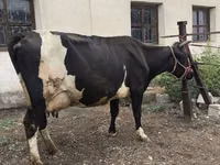 بقرة, Russian Black pied cattle — الصورة 7