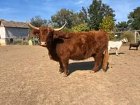 بقرة, Highland — الصورة 2