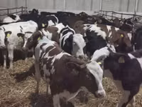 Bull, Russian Black pied cattle — photo 4