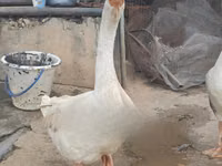 تشاينيز — الصورة 2