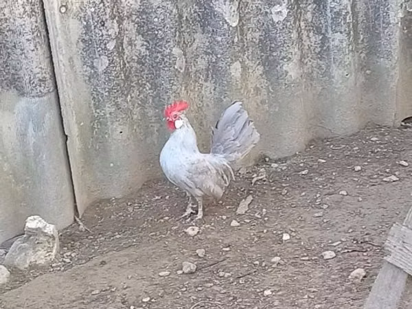 Голландский миниатюрный