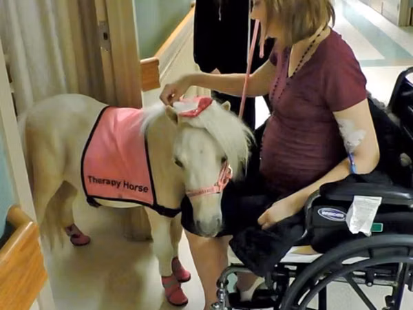 母马, Miniature horse