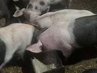 Schweine (Partie, Geschlecht nicht angegeben), Schweine — Foto 1