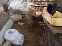 Goats (batch, sex not specified), Goats — photo 3