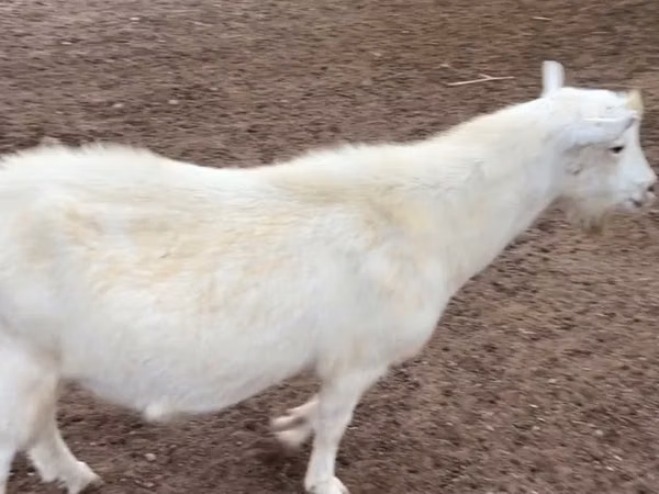 تيس, Saanen goat