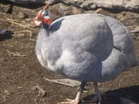 Chickens — foto 4