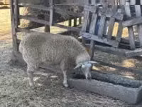 Schaf, Beltex sheep — Foto 1