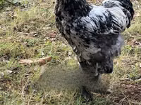Brahma — photo 2