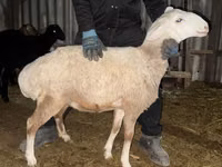 Ram, Sheep — photo 3